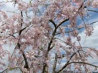 今年も満開の桜　2025