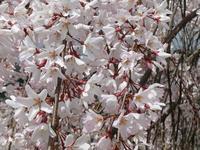 今年も満開の桜　2025