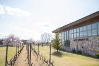 今年も満開の桜　2025