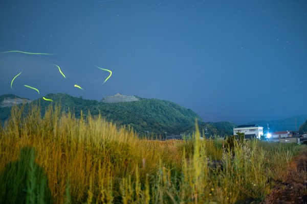 2026.05.25_hotaru1.jpg